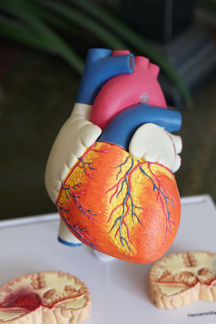 Anatomisches Modell eines menschlichen Herzens
